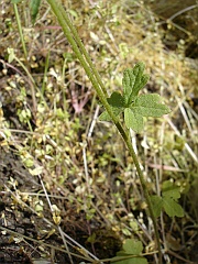 lithophragma affine